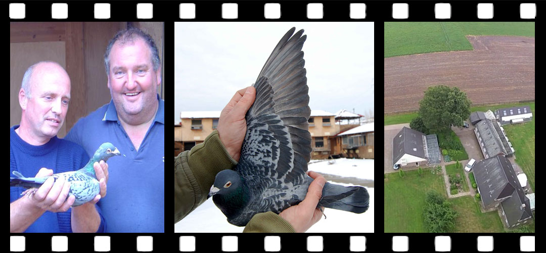 Güvercin Videoları Örnekleri