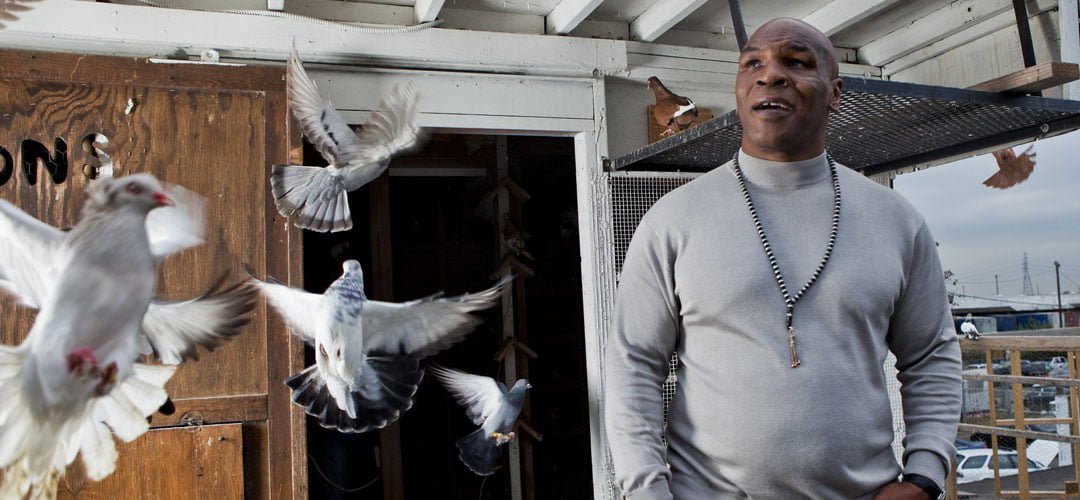Posta Güvercini Yetiştiriciliği ve Mike Tyson