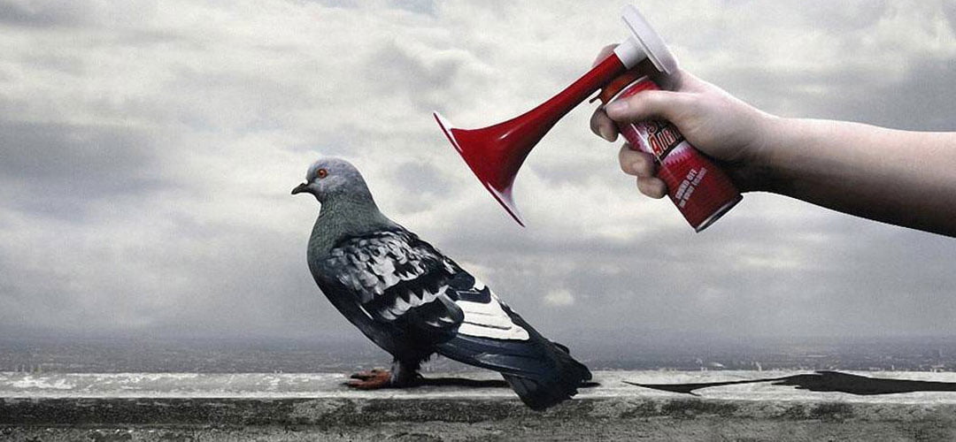Posta güvercini nasıl eğitilir?